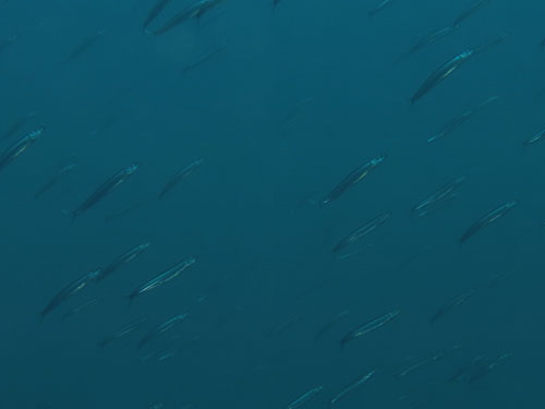 2014年4月26日(土・晴れ)甲浦_d0164831_1841749.jpg