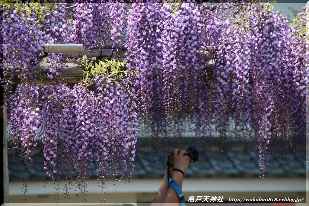 亀戸天神社の藤の花！！！_e0052135_1132199.jpg