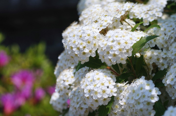 4.26　春花 白花と赤モミジの花とトンボです_d0241937_17135988.jpg