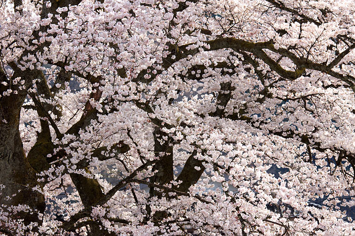 桜便り　＃１５　～神鍋高原の桜～_c0067040_22592961.jpg