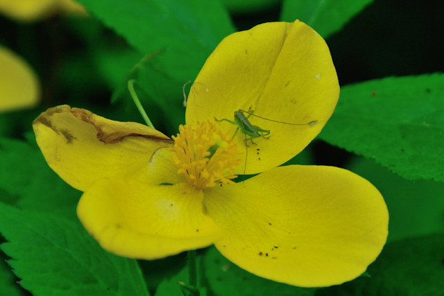 ヤマブキソウとキリギリスの赤ちゃん(2014.04.26)_c0165640_23183634.jpg