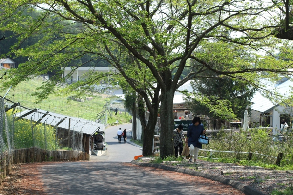 足利 ココ・ファーム・ワイナリーのヴィンヤードウィーク2014_e0227942_22075020.jpg