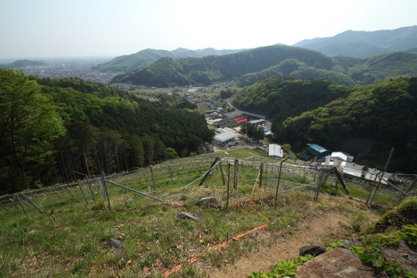 足利 ココ・ファーム・ワイナリーのヴィンヤードウィーク2014_e0227942_22473964.jpg