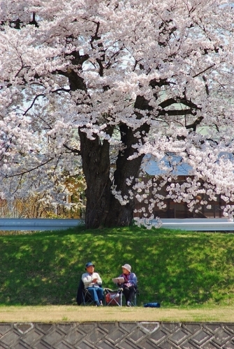 桜の木の下で_b0314043_07465909.jpg