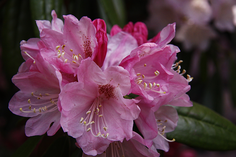 神角寺　シャクナゲ　_b0016545_59421.jpg