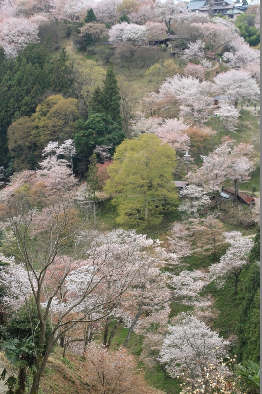 吉野山の一目千本　如意輪寺　後編　＠奈良県_f0048546_9284898.jpg