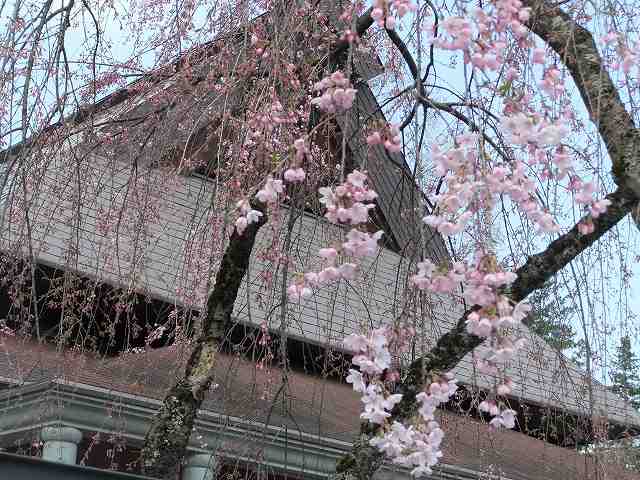 一日目は角館で桜見物の予定です_d0131847_22530411.jpg