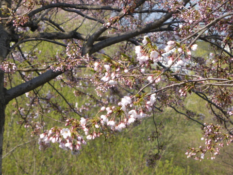 満開の桜のもと、神前結婚式が行われました_b0238249_15222183.jpg