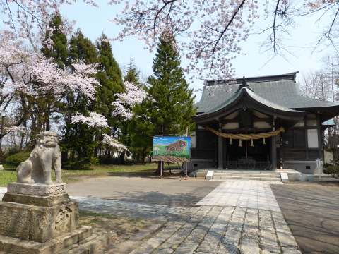 満開の桜のもと、神前結婚式が行われました_b0238249_18242189.jpg