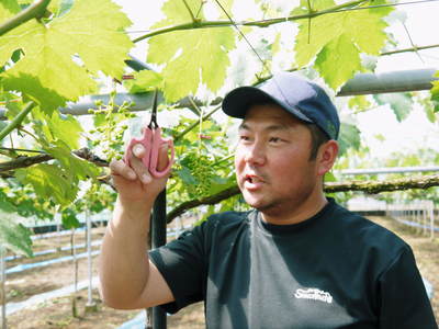 熊本ぶどう 社方園 蕾、花、着果 本物を育てる匠の技 その2_a0254656_17581851.jpg