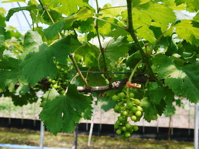 熊本ぶどう 社方園 蕾、花、着果 本物を育てる匠の技 その2_a0254656_1862540.jpg
