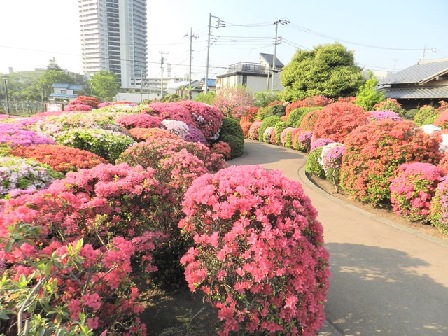 世田谷区北烏山「西沢つつじ園」_e0020957_16491089.jpg