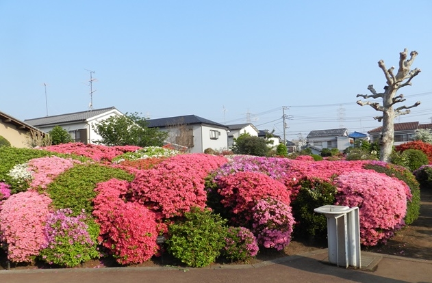 世田谷区北烏山「西沢つつじ園」_e0020957_16505897.jpg