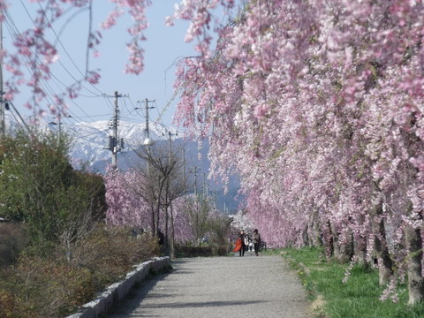 「日中線跡のしだれ桜」の延長・で請願_b0092858_10182234.jpg