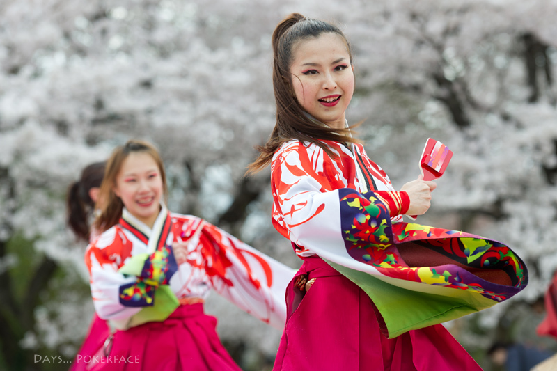 2014 京都さくらよさこい 7_d0079559_1382025.jpg