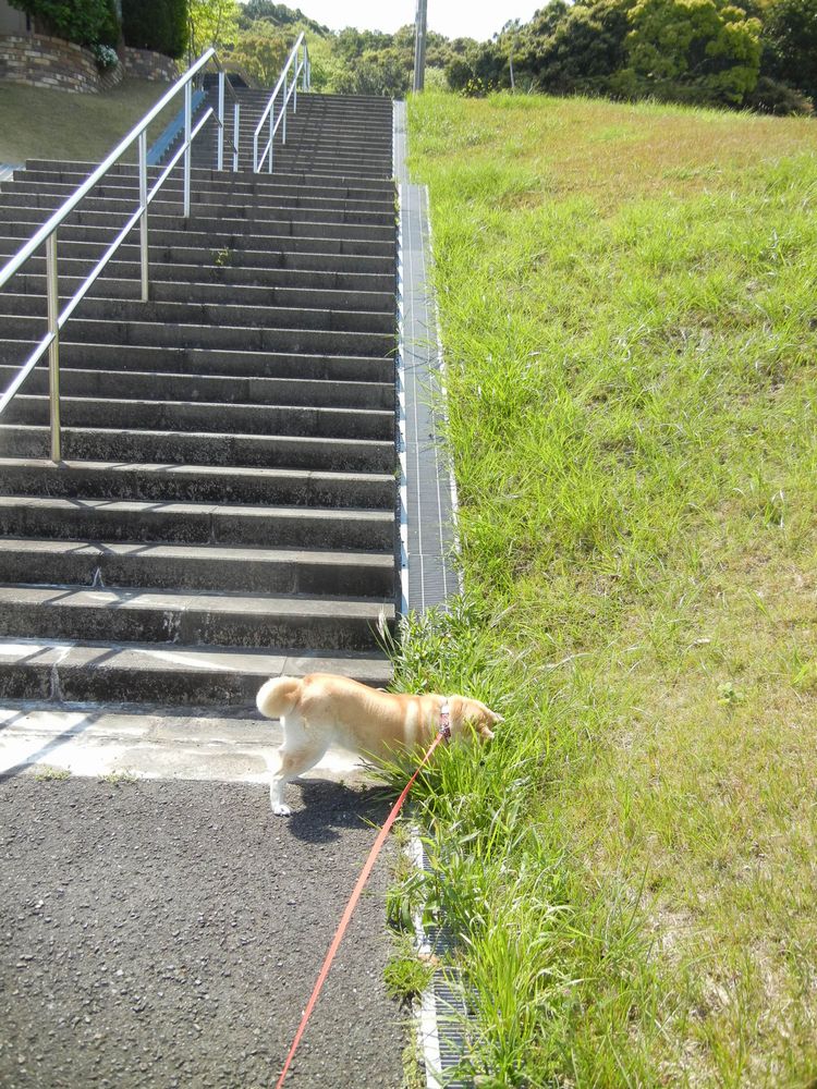 ’14,4,26(土)ゴールデンウィークが始まったよ~!_f0060461_1327758.jpg