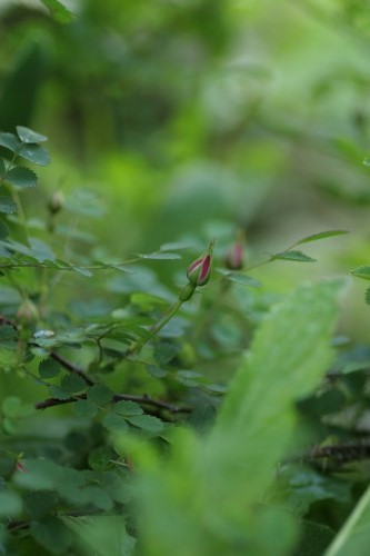 バラの開花がすすみます。_c0186463_18392983.jpg