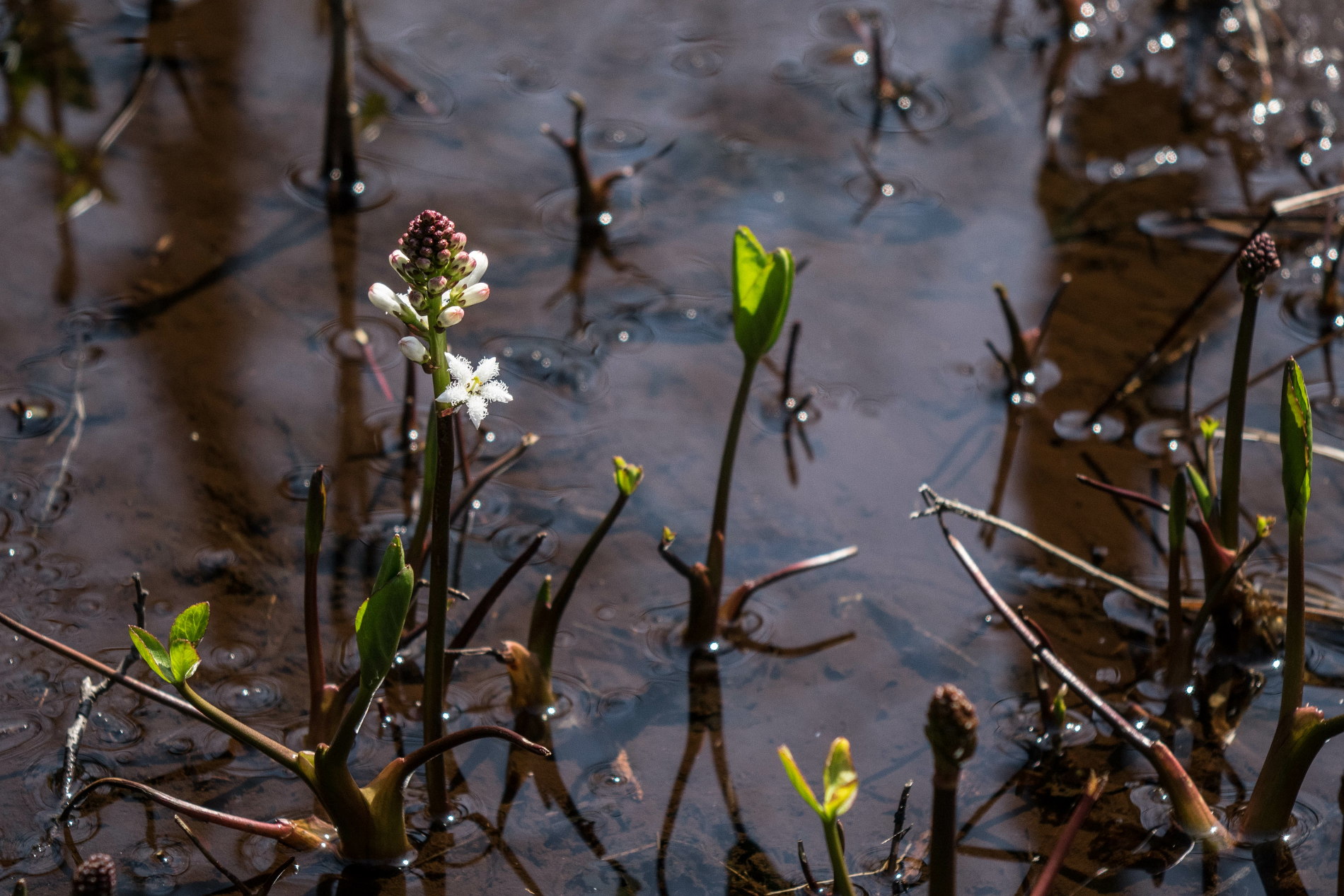 赤名湿地の花々_e0015567_2131658.jpg