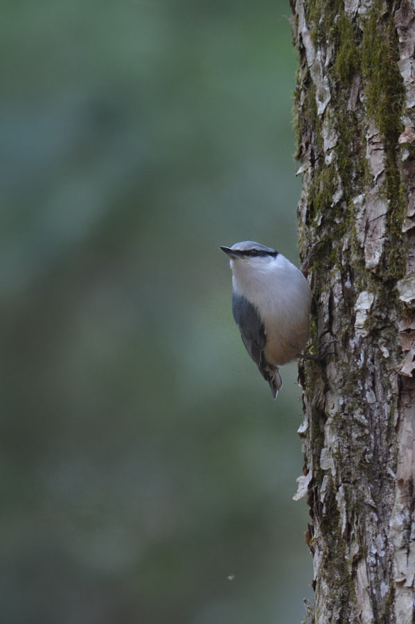 ゴジュウカラ_f0053272_21182634.jpg