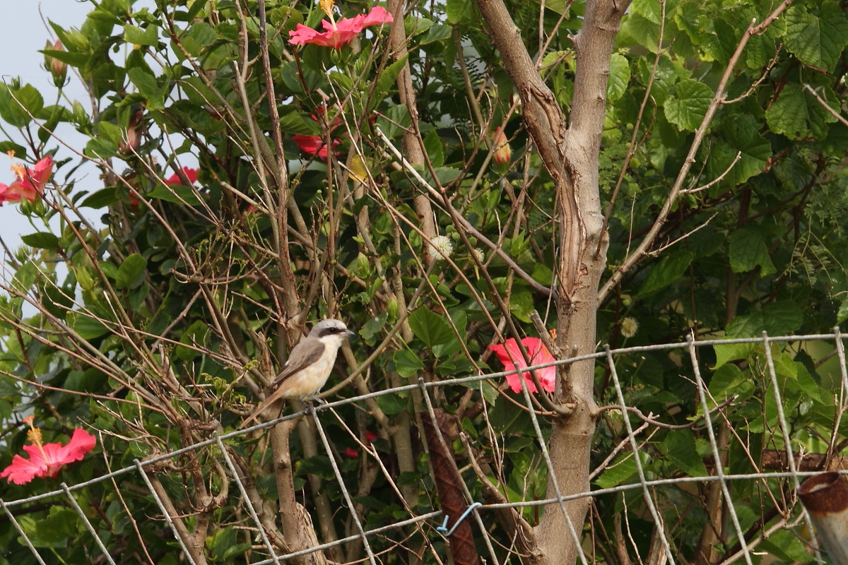 a0052080_204029.jpg