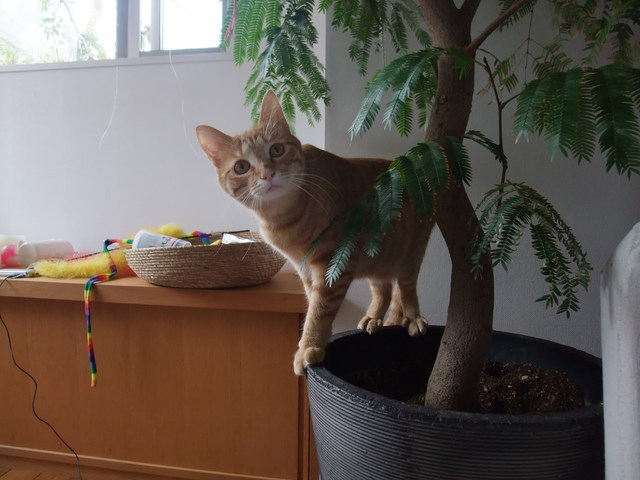 只今、猫倍返し期間中_b0167282_0234250.jpg