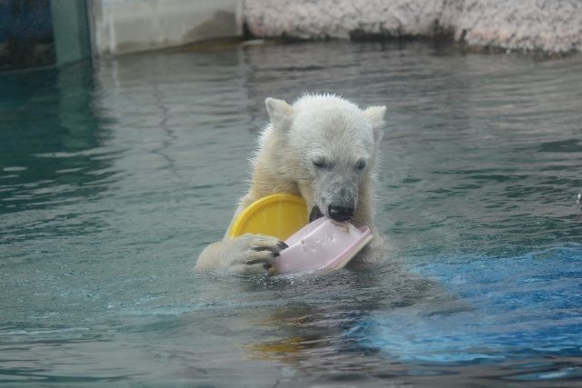 ２０１４年４月　ほぼ毎月とくしま動物園　その３ ポロロにお魚プレゼント_a0052986_2258727.jpg