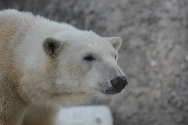 ２０１４年４月　ほぼ毎月とくしま動物園　その３ ポロロにお魚プレゼント_a0052986_2285091.jpg