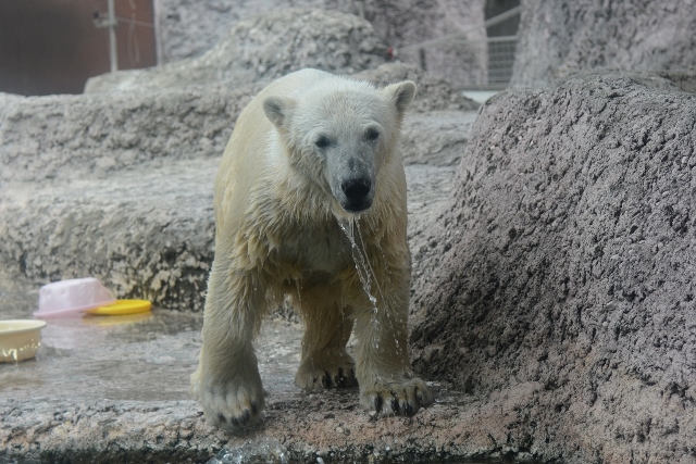 ２０１４年４月　ほぼ毎月とくしま動物園　その３ ポロロにお魚プレゼント_a0052986_2310139.jpg