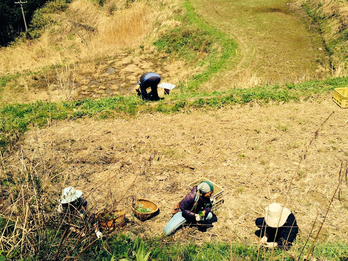 春の野草酵素ジュース仕込みました!_e0263590_2227029.jpg