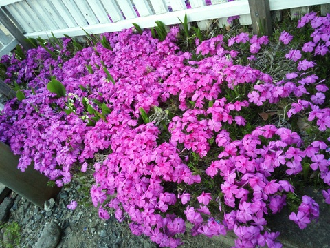 会社の花々_c0066693_1833261.jpg