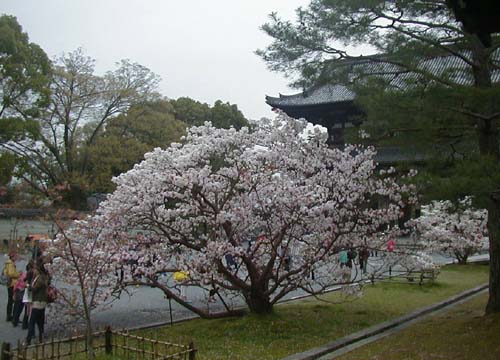 ●おむろ桜満開、その1_d0053294_121742.jpg