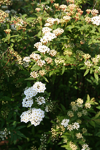 d0100095_8274546.jpg