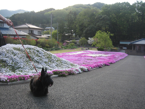 芝桜&美味しいもの_a0091796_21524656.jpg