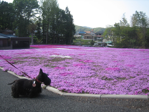 芝桜&美味しいもの_a0091796_21533039.jpg