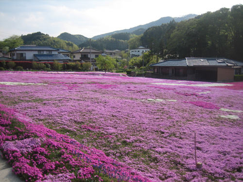 芝桜&美味しいもの_a0091796_2153491.jpg