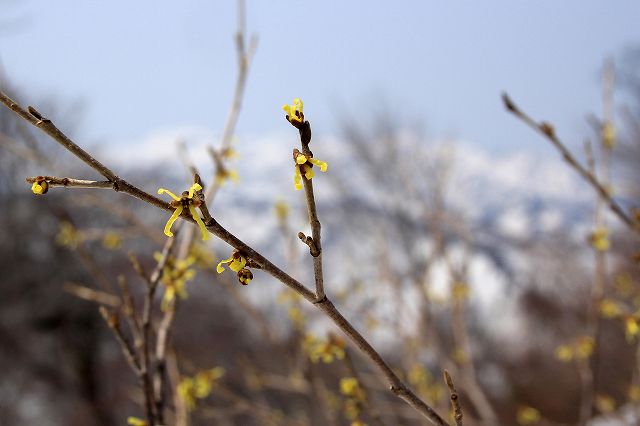 高倉山は肘折の名山_e0137200_19102952.jpg