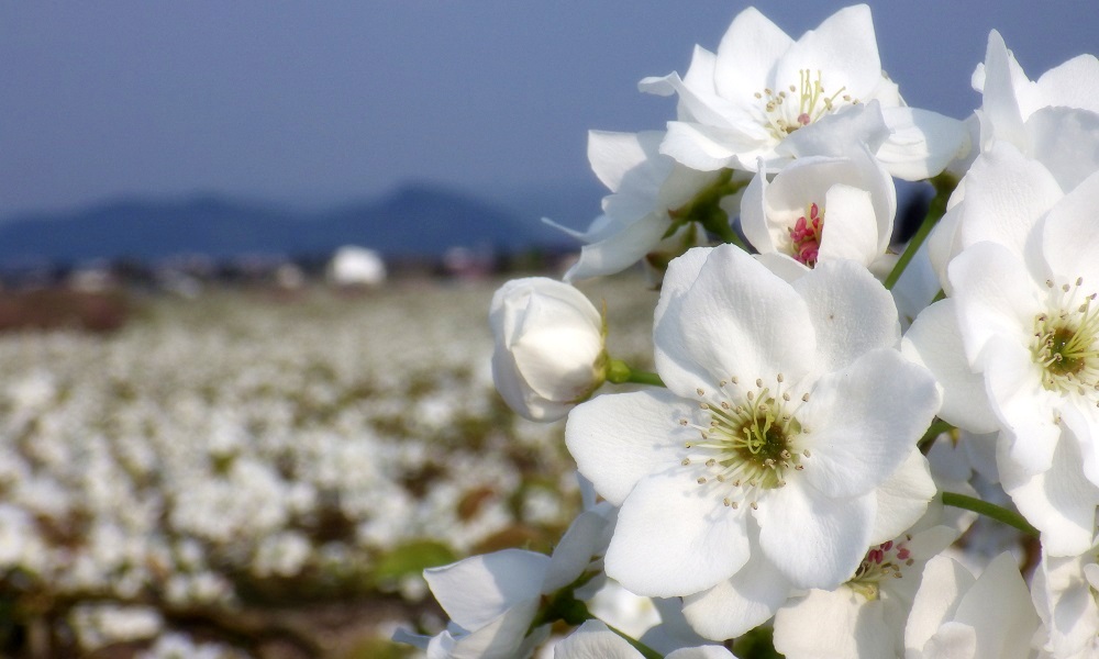 梨の花 の季節 ゆさをぢさんの されがまね話