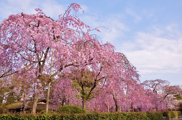 東山の春景色_a0169902_2344620.jpg