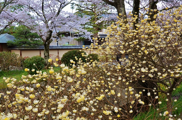 東山の春景色_a0169902_2353674.jpg