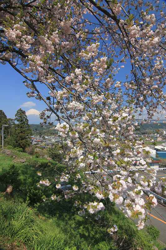 妙松寺の山桜_a0188405_6205559.jpg