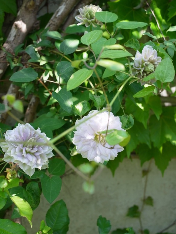 どんどん咲いてる_e0276411_10461246.jpg