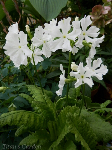 Primula sieboldii \'Hakuchou-no-chigiri\'_b0099813_042499.jpg