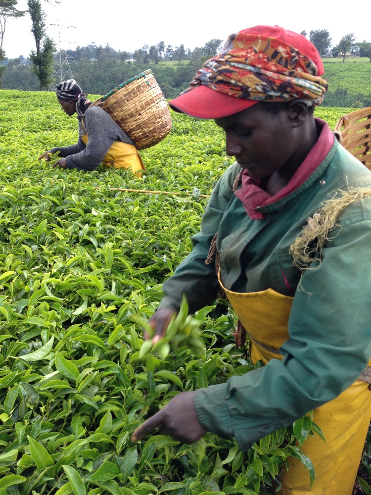 ケニアの茶畑 紅茶紀行 おいしい たのしいロンドン生活 ケニアの茶畑 紅茶紀行 おいしい たのしいロンドン生活