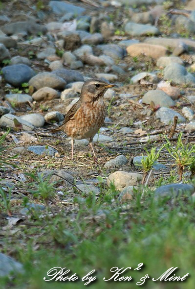 ＭＦ　の鳥さん 「ハチジョウツグミ」 さん ♪_e0218518_22373629.jpg