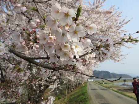 角館のお花見（2014.04.27 SUN.）_b0226219_15114160.jpg