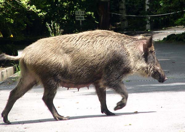 信州宮本塾「農村発・住民白書 第２集　ともに生きる」　　　「山ぐにの暮しと野生動物被害」その１_d0164519_101831100.jpg