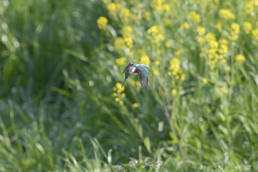 140427 雄の菜の花止り雌も_c0278820_18591263.jpg