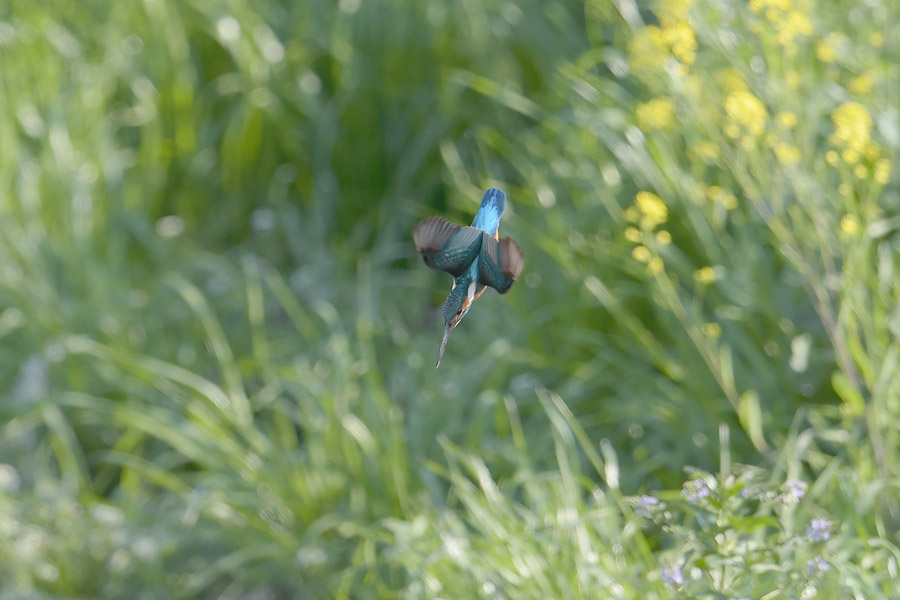 140427 雄の菜の花止り雌も_c0278820_1901368.jpg