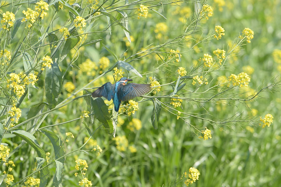 140427 雄の菜の花止り雌も_c0278820_19171043.jpg