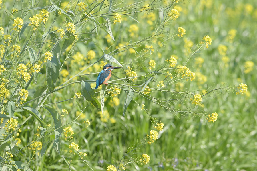 140427 雄の菜の花止り雌も_c0278820_19182114.jpg